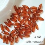 گندمی بادامی
