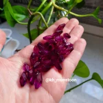 گندمی درشت بادمجونی - تصویر 2