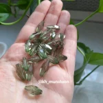 گندمی درشت سبز - تصویر 2