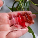 برگ پیچ عمیق - تصویر 3