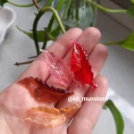 برگ پیچ عمیق - تصویر 2
