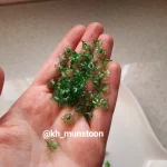 شکوفه ریز شیشه ای - تصویر 10