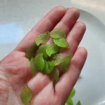 برگ ریز مات - تصویر 3