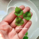 برگ مو سبز - تصویر 2
